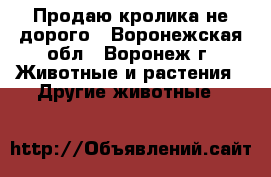 Продаю кролика не дорого - Воронежская обл., Воронеж г. Животные и растения » Другие животные   